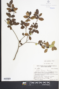 Ilex vomitoria image