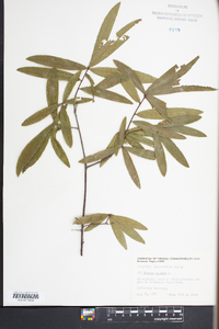 Quercus phellos image