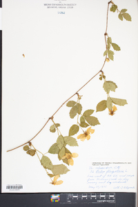 Rubus flagellaris image