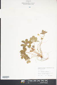 Potentilla canadensis image