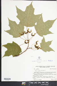 Acer nigrum image