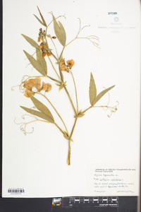 Lathyrus latifolius image