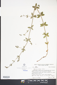 Galium pilosum image