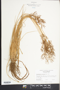 Fimbristylis miliacea image