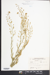 Camelina microcarpa image