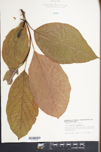 Magnolia acuminata image