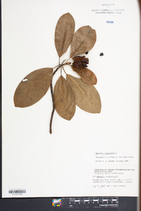 Magnolia virginiana image