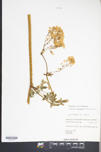 Thalictrum dioicum image