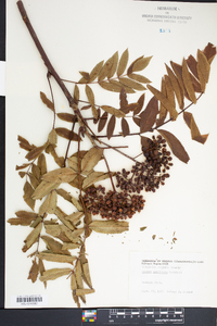 Sorbus americana image