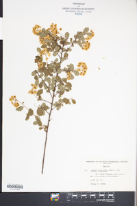 Spiraea × vanhouttei image