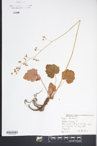 Heuchera americana image