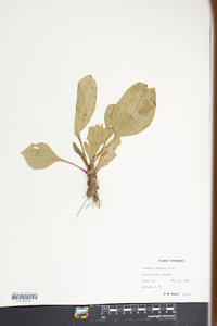 Plantago rugelii image