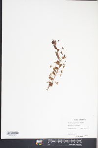 Veronica persica image
