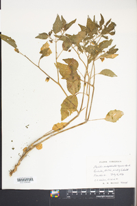 Physalis subglabrata image