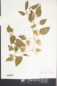 Physalis subglabrata image