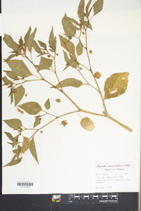 Physalis virginiana image