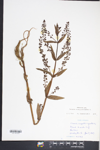 Veronica anagallis-aquatica image