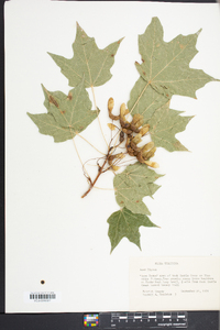 Acer nigrum image