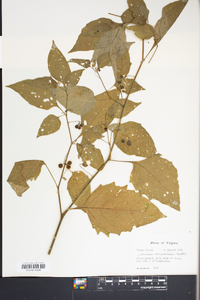 Solanum americanum image