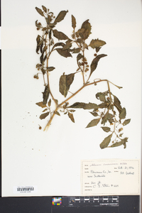 Solanum americanum image