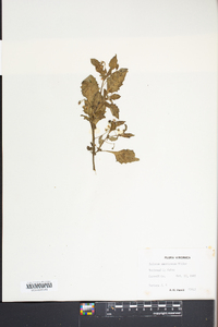 Solanum americanum image