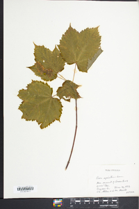 Acer spicatum image