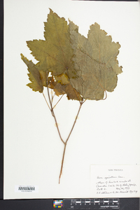 Acer spicatum image