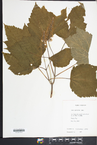 Acer spicatum image