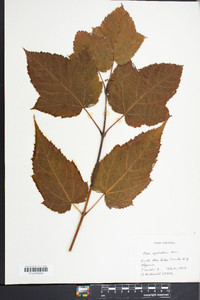 Acer spicatum image