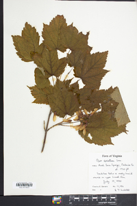 Acer spicatum image