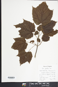 Acer spicatum image