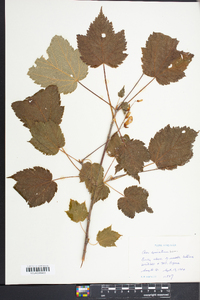 Acer spicatum image