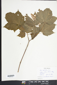 Acer spicatum image