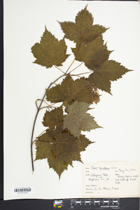 Acer spicatum image