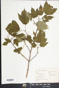 Acer spicatum image