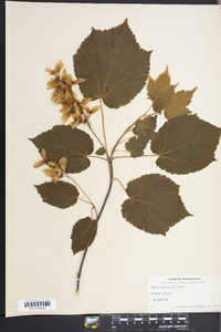 Acer spicatum image