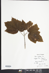 Acer spicatum image