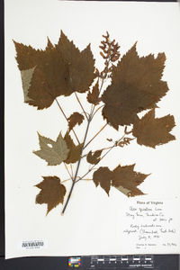Acer spicatum image