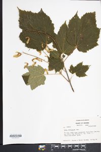 Acer spicatum image