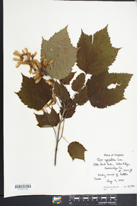 Acer spicatum image