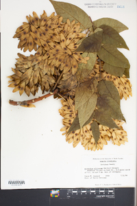 Ailanthus altissima image