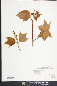 Acer pensylvanicum image