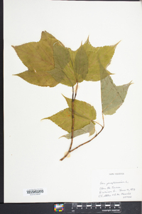 Acer pensylvanicum image