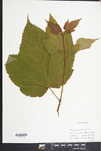 Acer pensylvanicum image