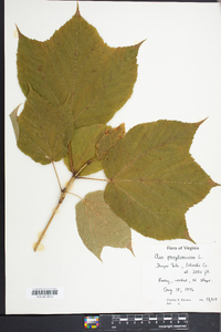 Acer pensylvanicum image