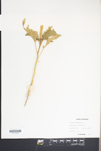 Datura stramonium image