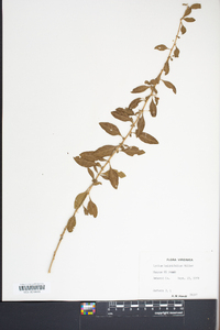 Lycium barbarum image