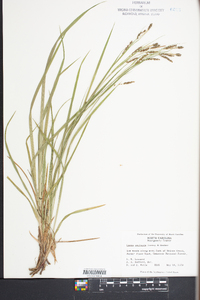 Carex oxylepis image