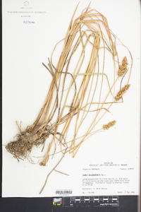 Carex oklahomensis image