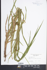 Carex grayi image